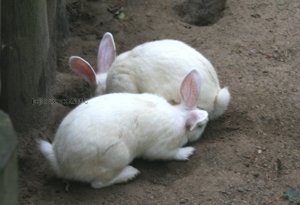 Kaninchen, weiss